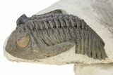 Hollardops Trilobite With Scabriscutellum - Multi-Toned Shell #251434-2